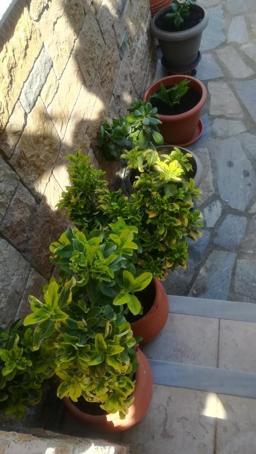 Paressa'S House Διαμέρισμα Νικήτη Εξωτερικό φωτογραφία